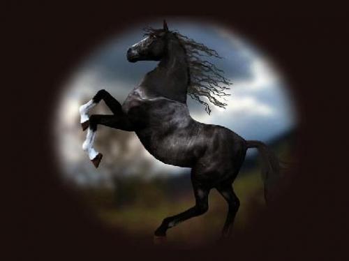 caballos-salvajes_1020