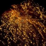 Foc 1