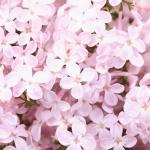 Flors 4