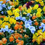 Flors 2